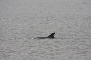 The surfacing dorsal fin of one of Sea Watch’s most beloved dolphins known as “Smoothy”