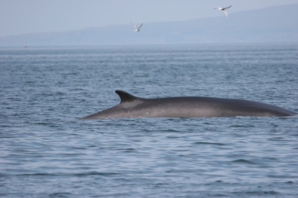 A fin whale off Scotland by Hebridean Whale Cruises.