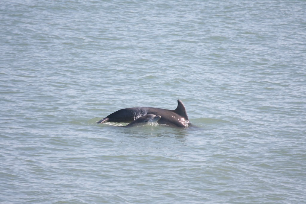 The mother and calf pair near the pier