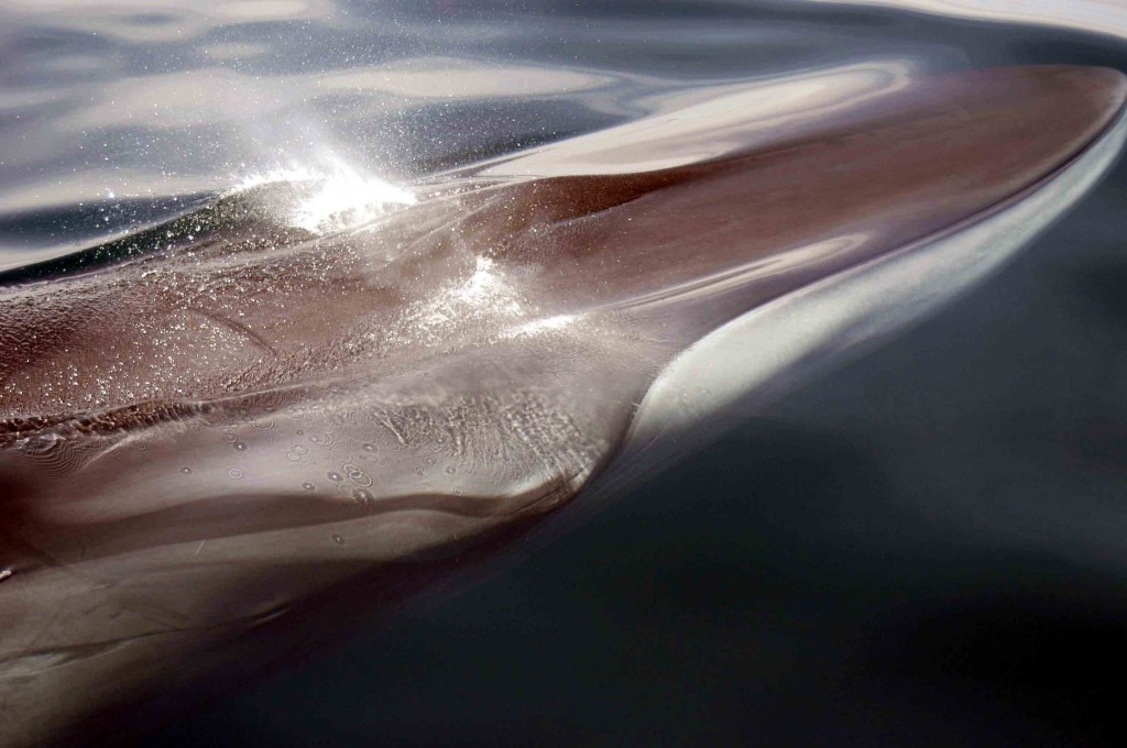 The fin whale's distinctive white, lower right jaw by M Somerville/ Sea Watch Foundation.