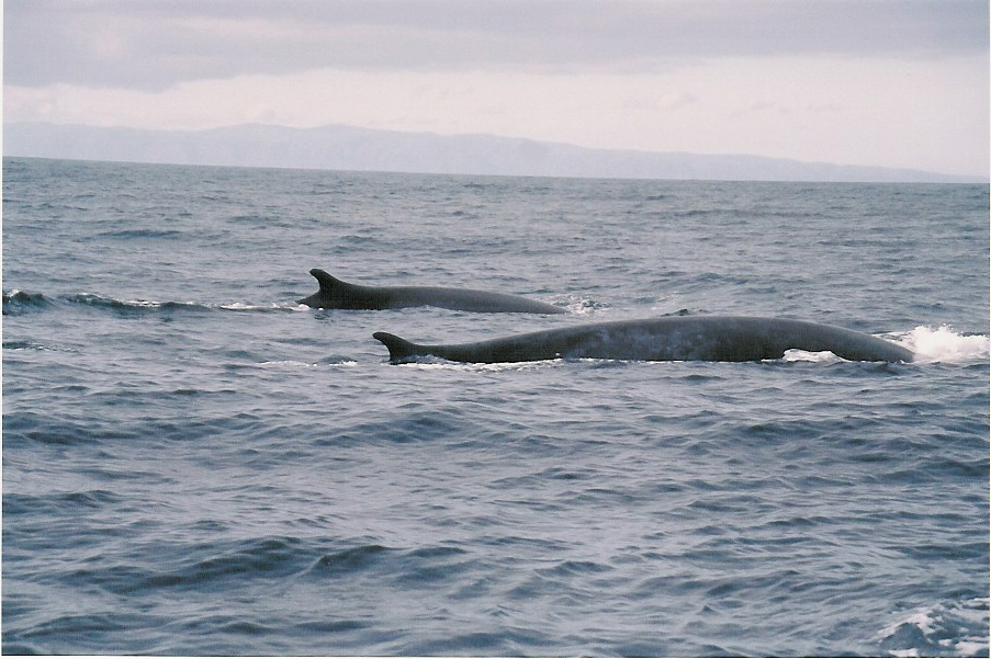 Surfacing Fin Whales by Dr Peter Evans/ Sea Watch Foundation