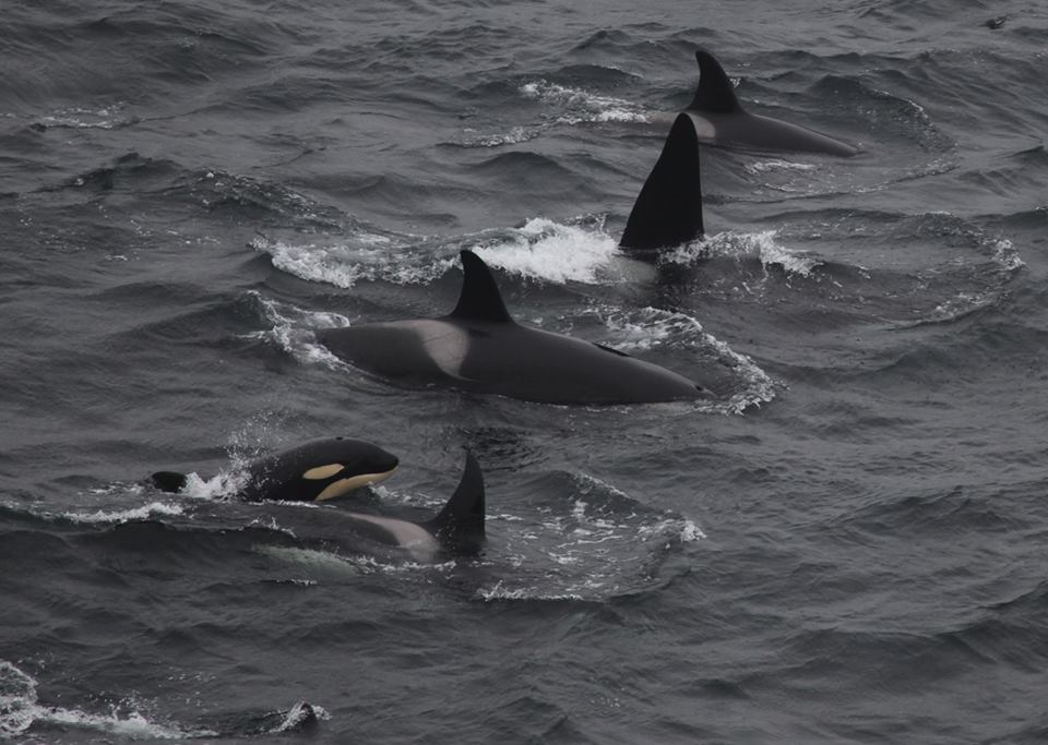 Killer whales passing members of the Orcawatch team at Duncansby Head on May 20th 2013