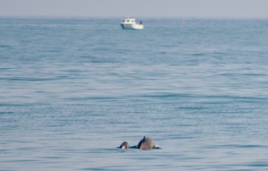 Harbour Porpoises by AK Wildlife Cruises