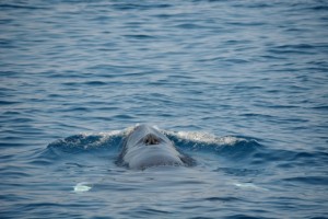 Minke Whale by AK WIldlife Cruises.