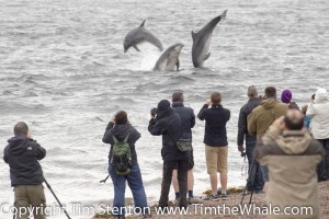 Bottlenose dolphins putting on a show an Chanonry Point, Moray Firth by Tim Stenton.