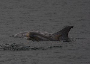 Mother and calf Risso's dolphins, North Uist by Colin Speedie.