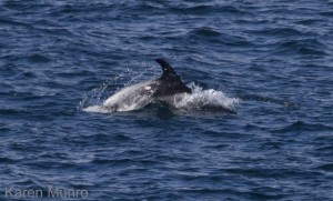 White-beaked dolphin (from a group of 100) off Holborn Head, Caithness by Karen Munroe.