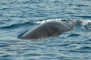 Minke whale off Falmouth, Cornwall by AK Wildlife Cruises.