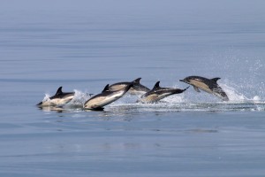Common dolphins off the Pembrokeshire Coast by Paul Turkentine.