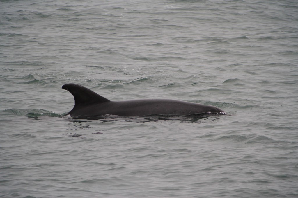 8 year old dolphin Lumpy. (C) Emilia Benavente/Sea Watch Foundation