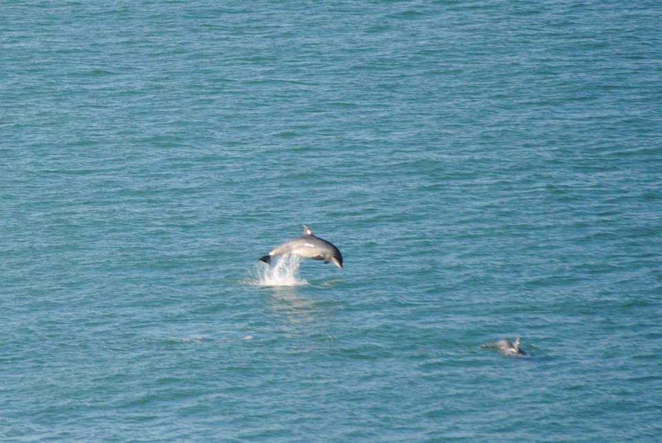A bottlenose dolphin 'performing' during Angharad's watch.