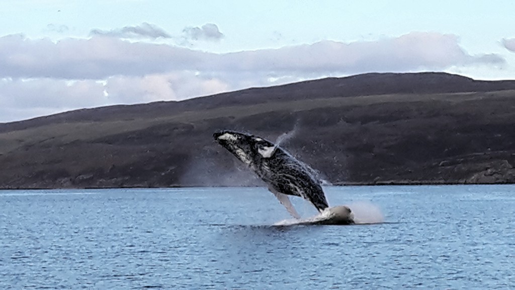 Photo 1: a humpback whale breach snapped on a mobile phone by fisherman Brian Wells in the Sound of Raasay last autumn.
