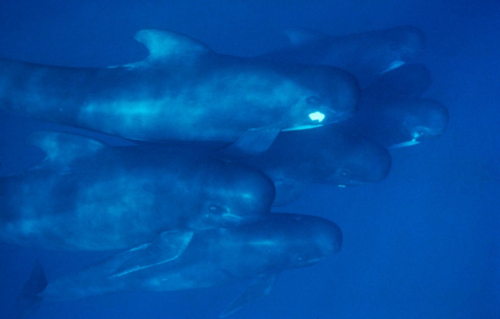 Long-finned pilot whales underwater, showing features such as their long fins and bulbous head by A Gannier/ Sea Watch Foundation. 