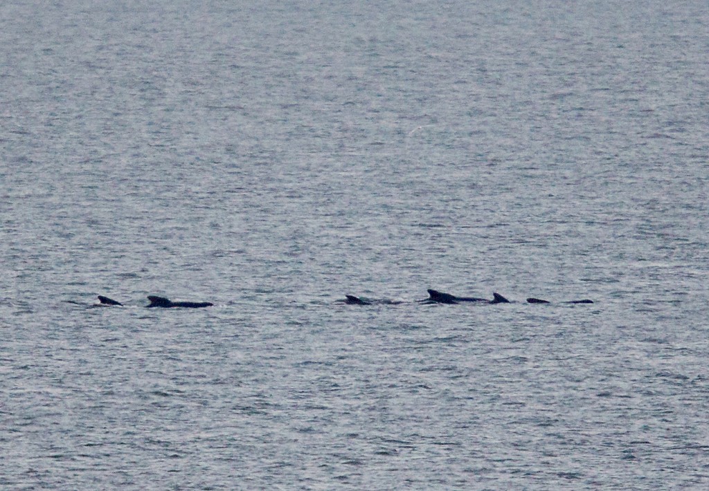 Long-finned pilot whales photographed off Weybourne by Sea Watch Regional Coordinator, Carl Chapman.