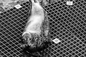 Harbour seal on one of the Farallon boat landing grates, showing individual markings.