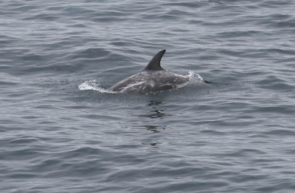 Distinctive scarring on one of Colin's Risso's dolphins.