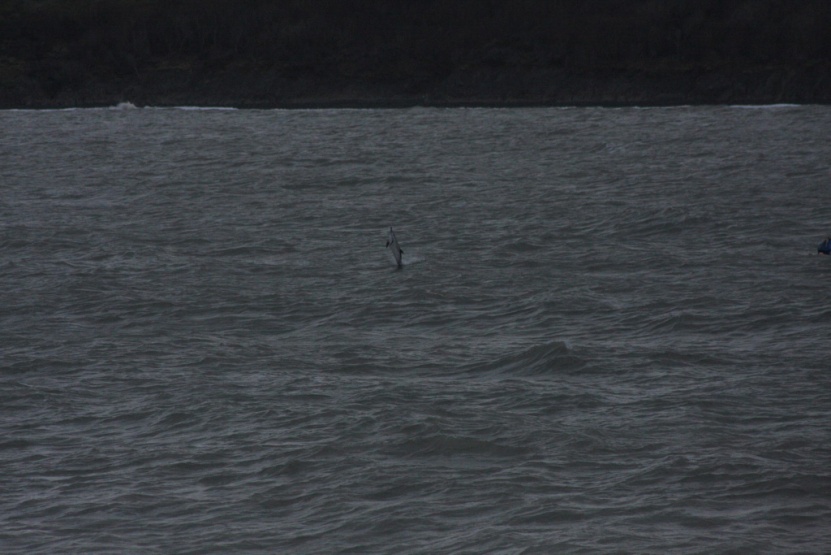 'Stormy' the solitary common dolphin in New Quay harbour.