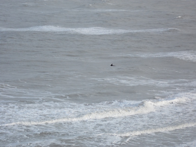 'Stormy' seeming to enjoy the stormy weather off Dolau beach, New Quay.