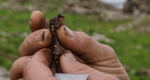 An arboreal salamander found in the wetter areas of the island, being handled during a census where length, weight, reproductive activity and location are documented.