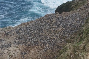 A colony on the island home to several thousand common murres.
