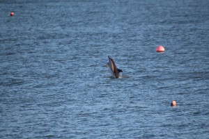 ‘Stormy’ the short-beaked common dolphin in New Quay harbour photographed by Ken Pilkinton/ Sea Watch Foundation.