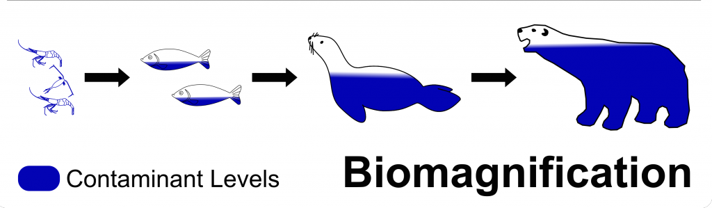 3-bioaccumulation-vs-biomagnification