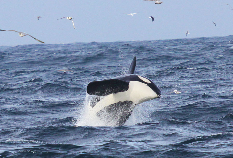 breaching orca2