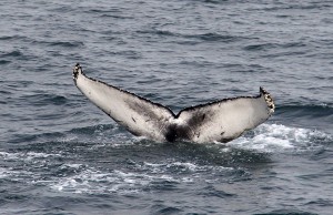 humpback fluke_peterevans