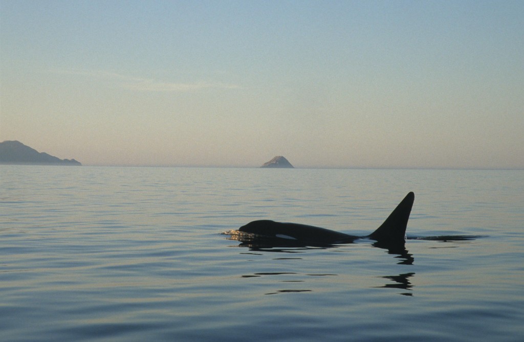 Solitary killer whale, often known as the Orca. Photo by C Swann/ Sea Watch Foundation.