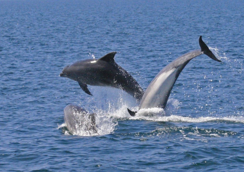 Bottlenose dolphins off the North Wales coast. Photo by Katrin Lohrengel/ Sea Watch Foundation