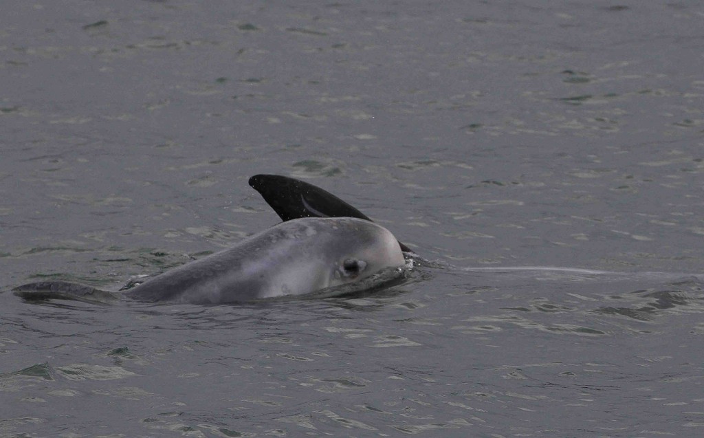 Mother and calf Risso’s dolphins off North Anglesey. Photo by Peter Evans/ Sea Watch Foundation