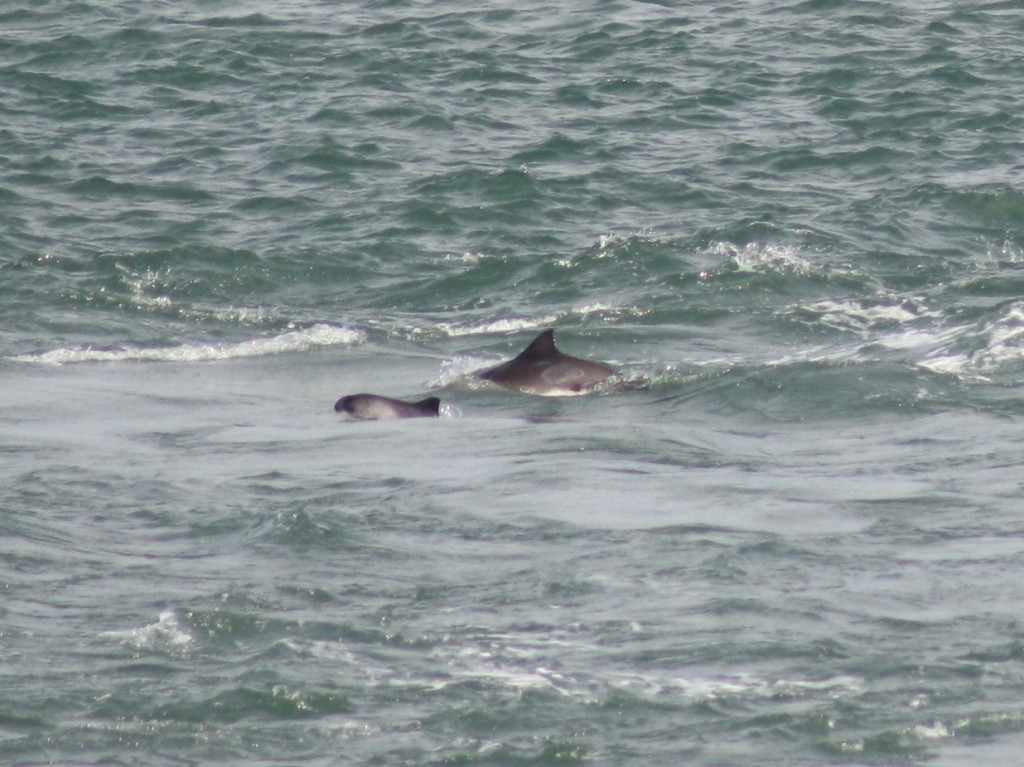 Mother and calf harbour porpoise taken by Welsh Sea Watcher Ben Murcott/ Sea Watch Foundation