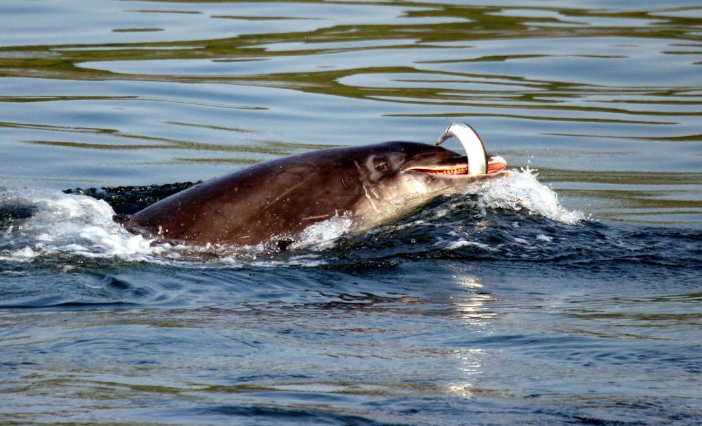 A bottlenose dolphin feeding on a congor eel in Cardigan Bay. Photo by Peter Evans/ Sea Watch Foundation