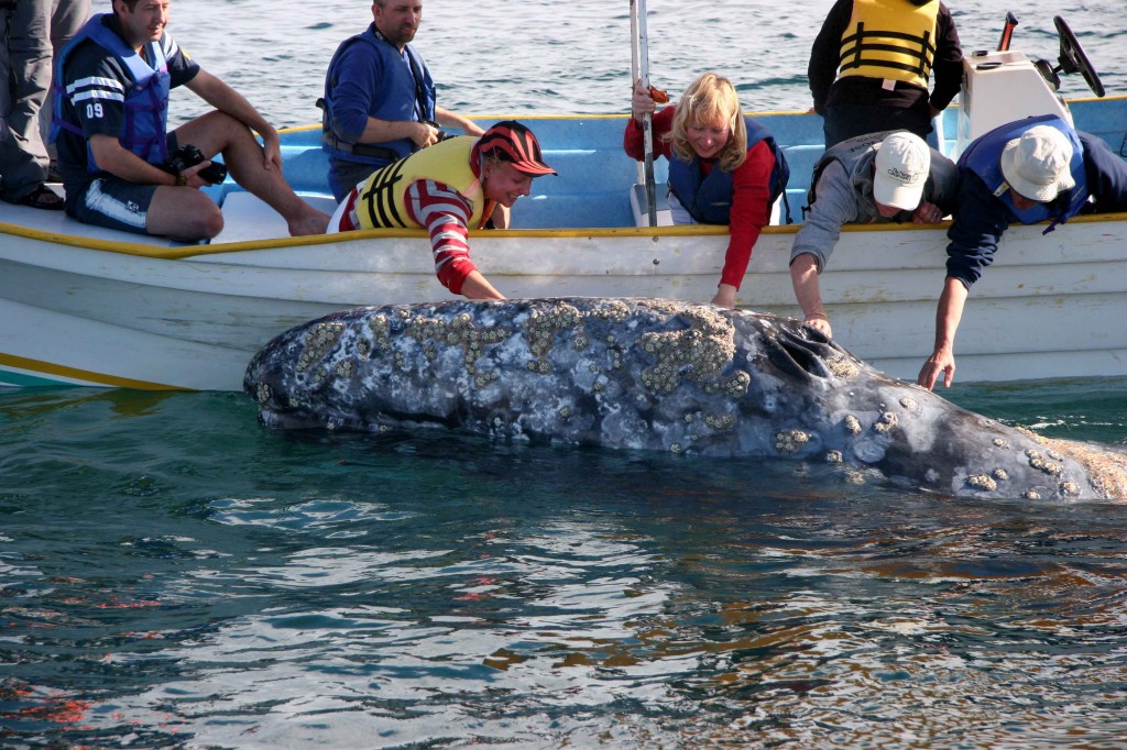 A shot from Peter's thrilling Gray whale encounter, though he took the picture rather than being in it!