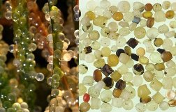 Verzameling industrieel plastic van Nederlands strand - Collection of industrial plastic granules from Dutch beach