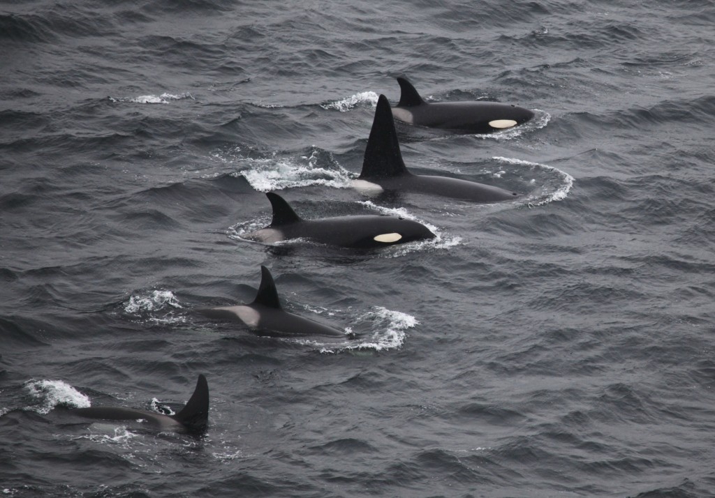 Killer whales seen from Dunscansby Head during a past Orca watch event. Photo credit: Colin Bird. 