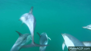 underwater_dolphins