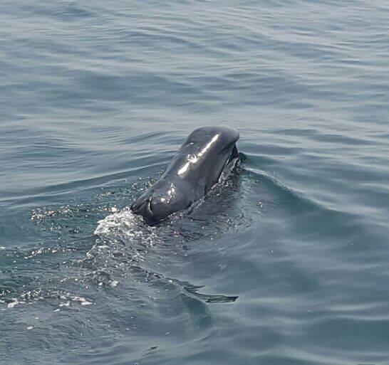 The bowhead whale photographed in the mouth of Carlingford Harbour, Co. Lough by Carlingford Lough Pilots Ltd.