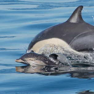 “Newborn short-beaked common dolphin! Notice the foetal folds and the floppy dorsal fin - this calf is likely less than a few days old”. © Blue Ocean Whale Watch.