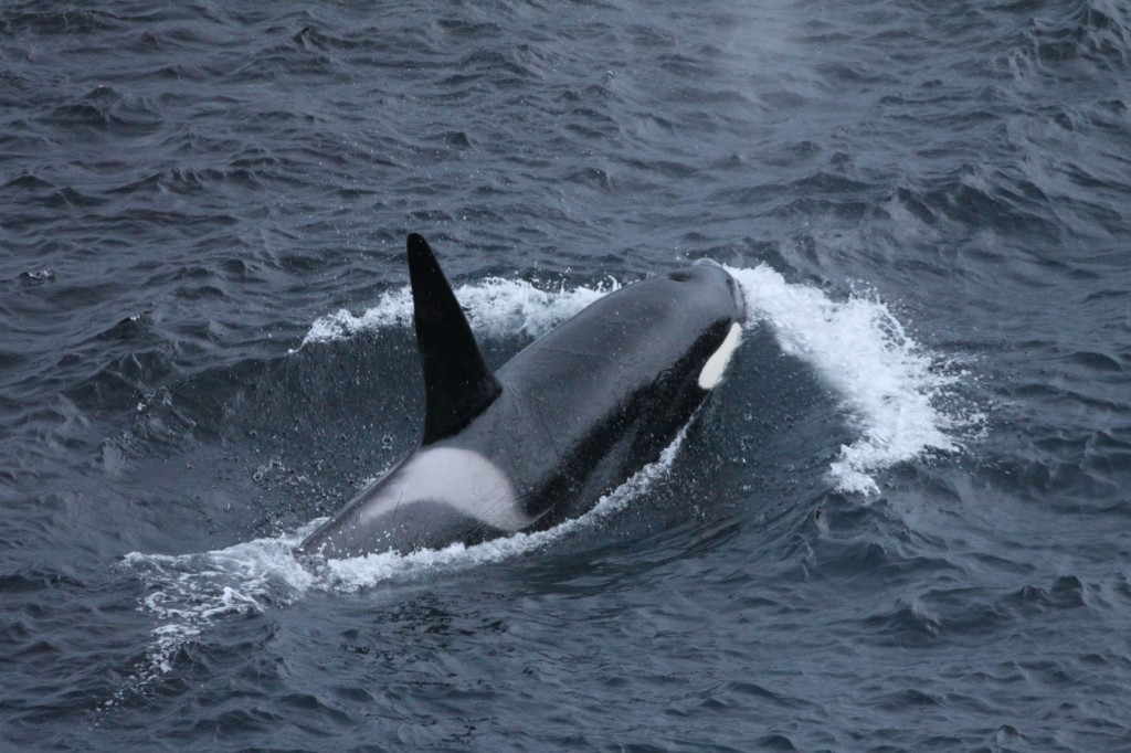 killer-whale-fair-isle-3rd-march-2016-david-parnaby-v