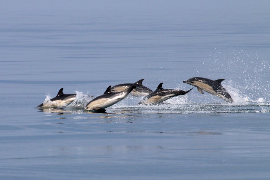 Common dolphins off the Pembrokeshire Coast. Image credit: Paul Turkentine.