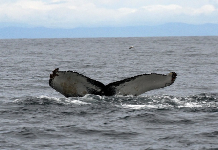 Tail fluke of a humpback whale. Photo credit: Alan Airey