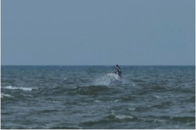 Humpback Whale breaching. Photo credit: David Jefferson