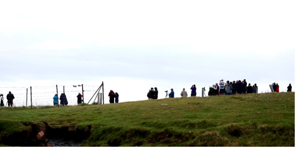 Over 50 visitors watched Orca at Duncansbyhead on Sunday. Photo by Colin Bird