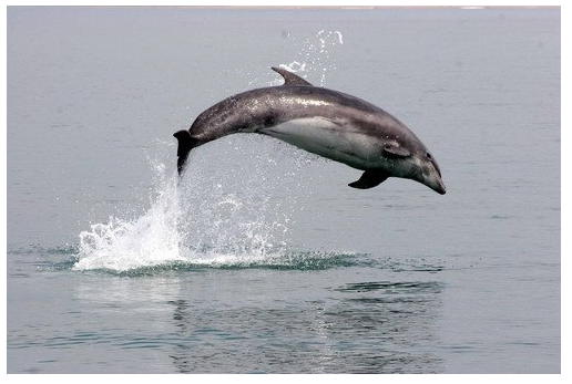 bottlenose-dolphin-seawatch