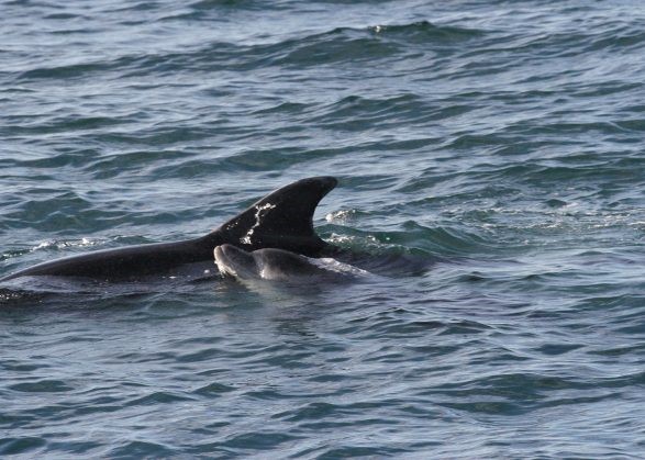 Berry with her first calf Pip in 2014 Photo credit: Sea Watch Foundation 