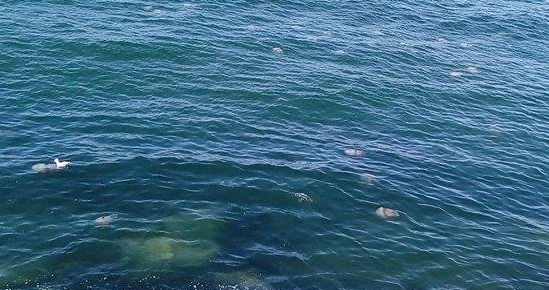 Barrel Jellyfish seen from New Quay Pier, Ceredigion. Photo credit: Sophie Holden
