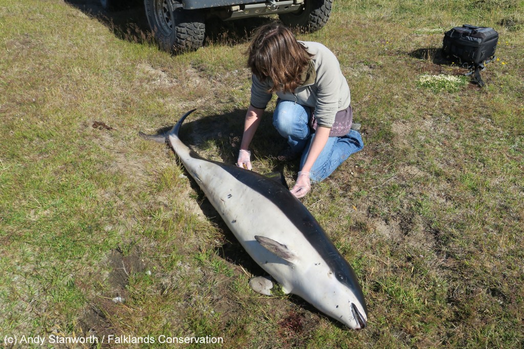 Caroline sampling a freshly-dead dead spectacled porpoise in the Falkland Islands. 