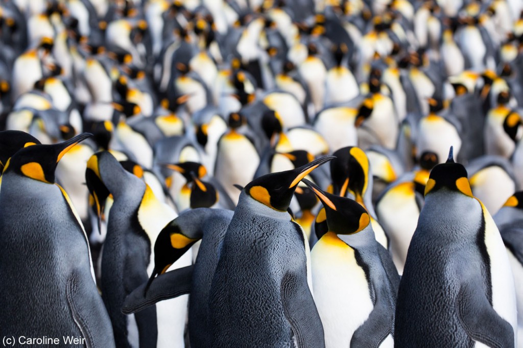 A colony of king penguins at Volunteer Point in the Falkland Islands. 