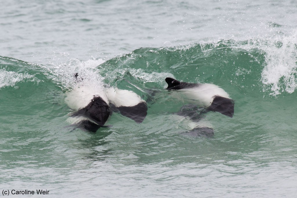 Commerson’s dolphins surfing the waves at Bertha’s Beach. 